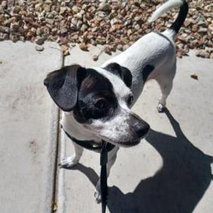Image of Freya, Lost Dog