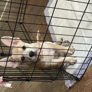 Lost Dog Luna