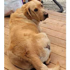 Lost Dog Biscuit
