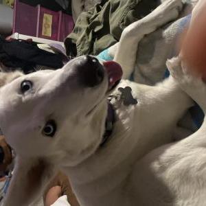 Image of Winter M, Lost Dog