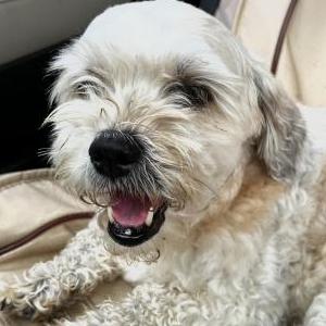 Image of Abby, Lost Dog