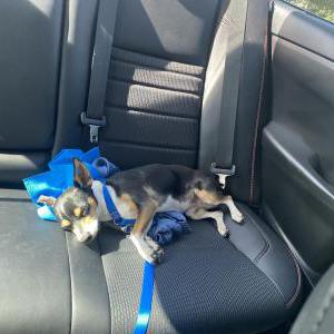 Lost Dog Unknown