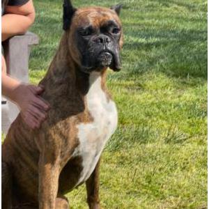 Image of Lexi, Lost Dog