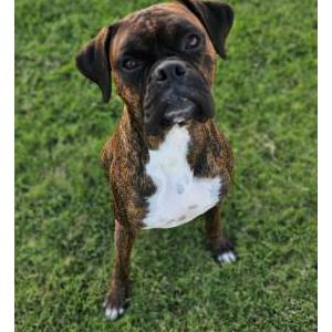 Image of Macho, Lost Dog