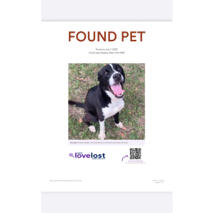 Image of Unknown, Found Dog