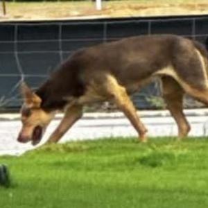 Image of Daisy, Lost Dog