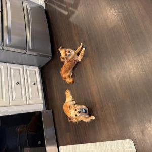 Image of Unknown, Found Dog