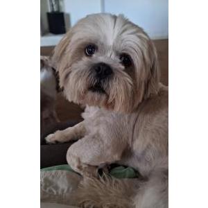 Image of Bentley jr., Lost Dog