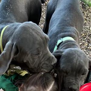 Image of Loki, Lost Dog