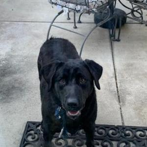Found Dog Unknown