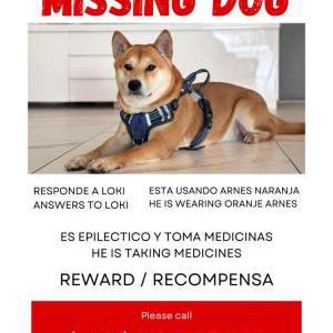 Image of loki, Lost Dog