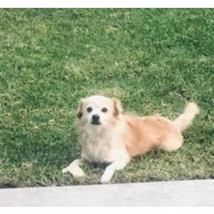 Lost Dog Marley