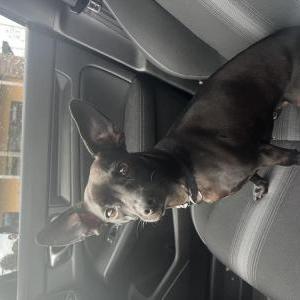 Lost Dog Coco