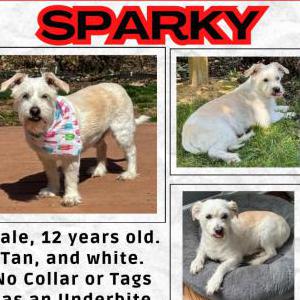 Image of Sparky, Lost Dog