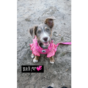 Lost Dog Hope