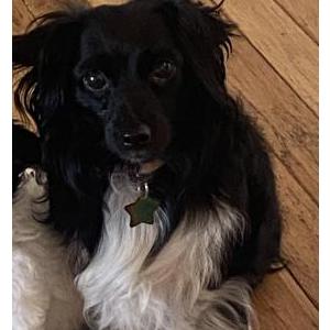 Lost Dog Lola
