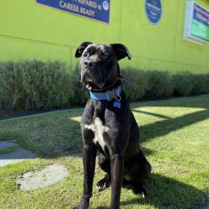 Lost Dog Rocky