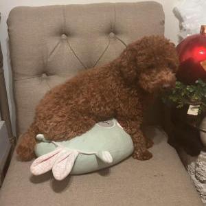 Image of Juniper, Lost Dog