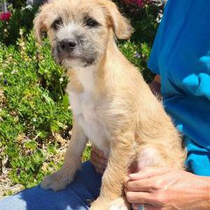 Image of Unknown, Found Dog