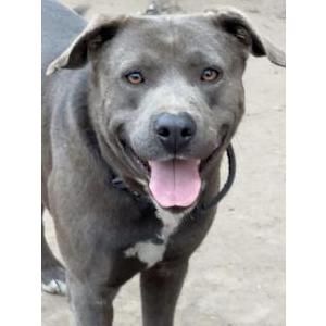 Image of Smokey, Lost Dog