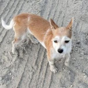 Lost Dog Fresa