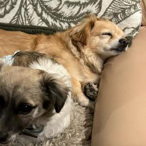 Lost Dog Harley