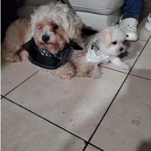 Image of Rocco, Lost Dog