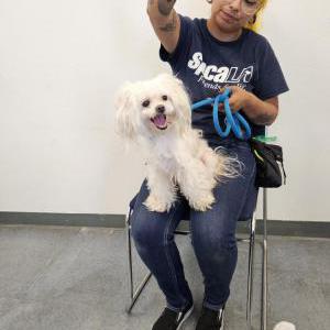 Image of Blanche, Lost Dog