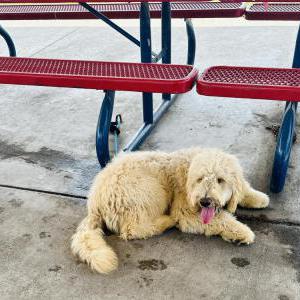 Image of Bruno, Lost Dog