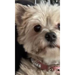 Lost Dog Coco