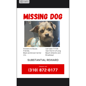 Image of Duce, Lost Dog