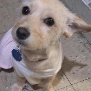 Image of Fancy, Lost Dog