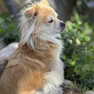 Image of Billy, Lost Dog