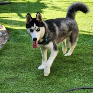 Image of unknown, Found Dog