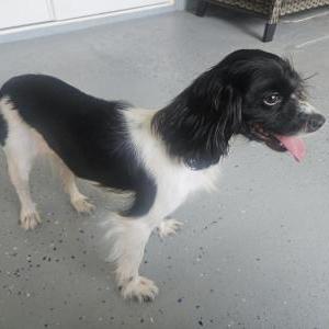 Image of Unknown, Found Dog