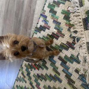 Image of Ami. Ling Ling, Lost Dog