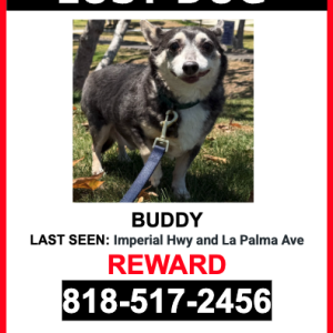 Image of Buddy, Lost Dog