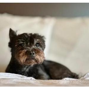 Image of Toby, Lost Dog