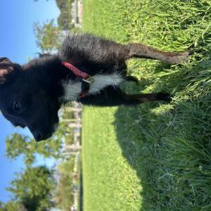 Lost Dog Luna