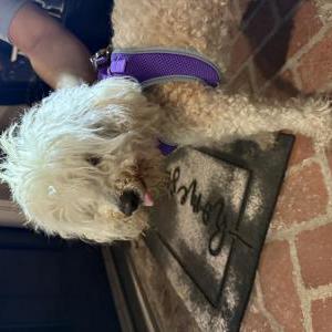 Image of Unknown, Found Dog
