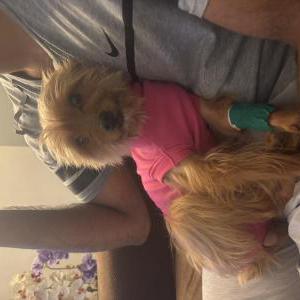 Image of Gucci, Lost Dog