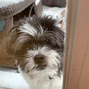 Image of Buster, Lost Dog