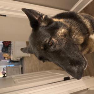 Image of Stark, Lost Dog