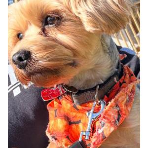 Image of Winter, Lost Dog