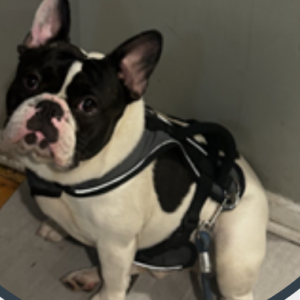 Image of Spade, Lost Dog