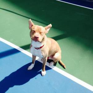 Image of Brody, Lost Dog