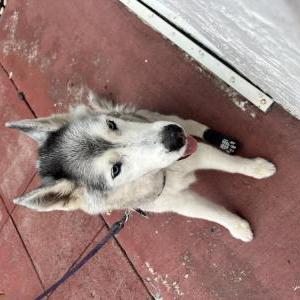 Image of Chilly, Lost Dog