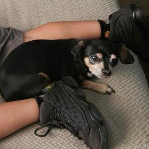 Image of Bella, Lost Dog