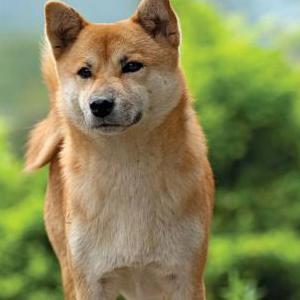 Image of Laika, Lost Dog