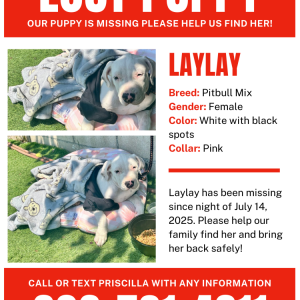 Image of Laylay, Lost Dog
